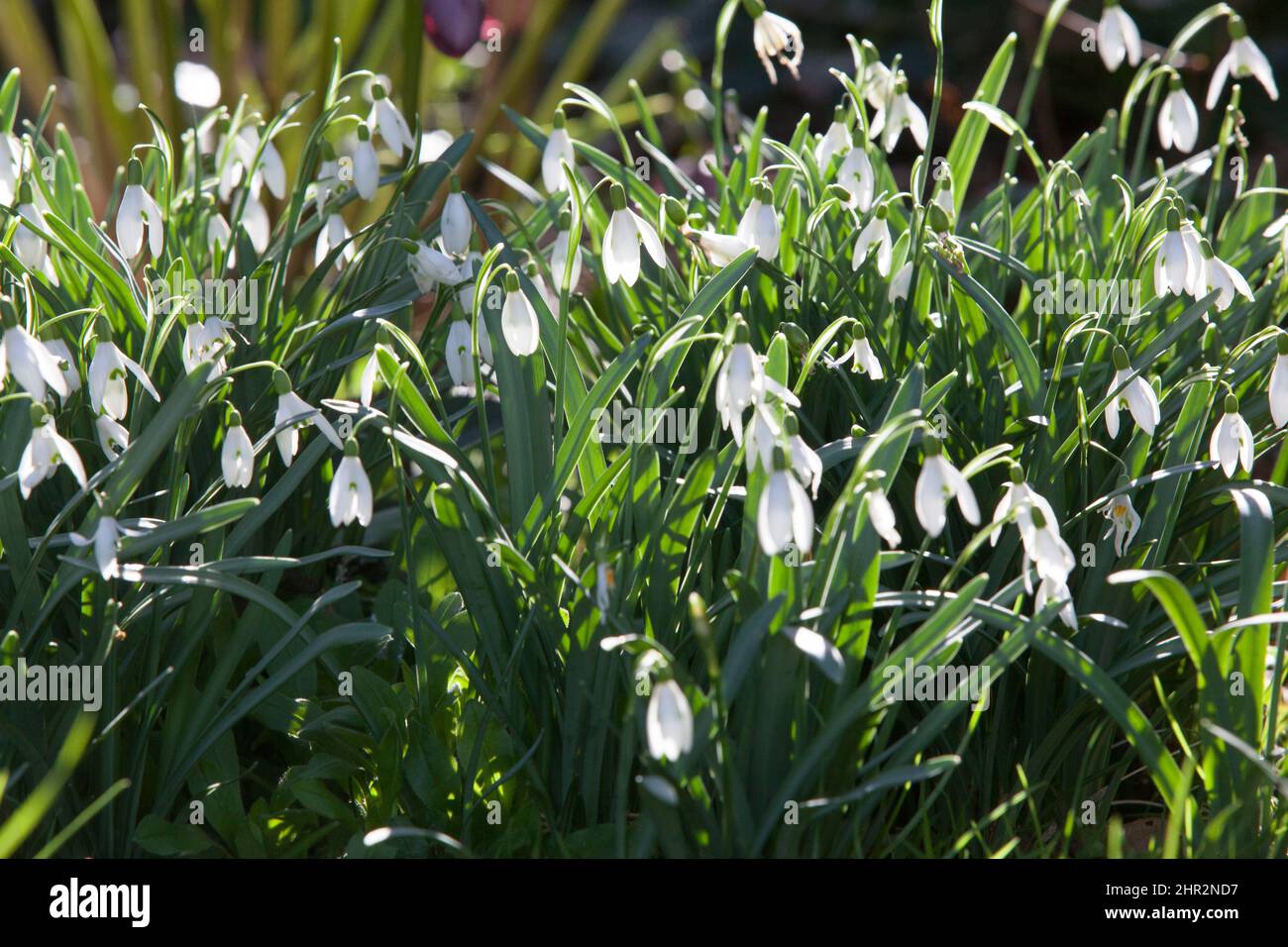 Soleggiato ma freddo in febbraio, fiori d'inverno illuminati in un giardino di Londra. Le gocce di neve e gli ellebores danno interesse ad un flowerbed di fine inverno. Foto Stock