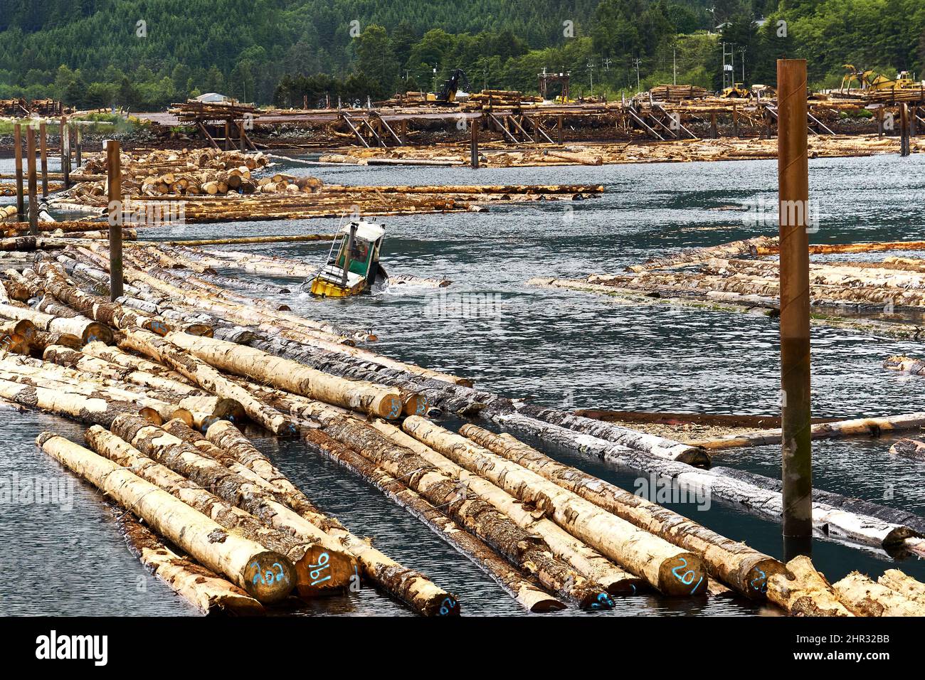 Un potente boom di tubboat smistamento di fasci di tronchi per specie per il mercato su un estuario del fiume. Foto Stock