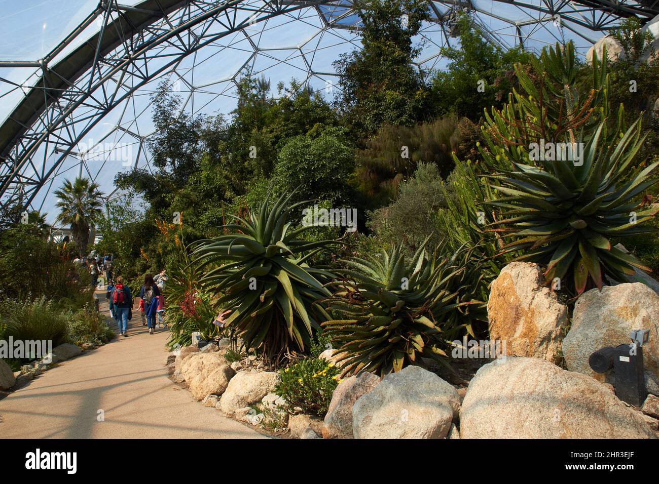 Bioma semi-arido all'Eden Project, Cornovaglia Foto Stock