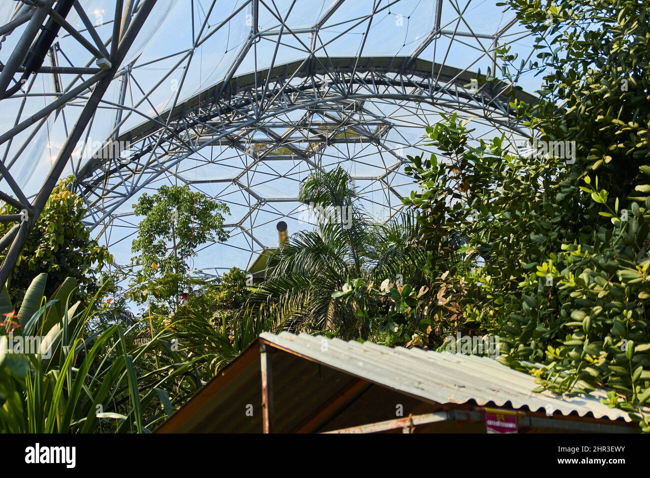 Biome tropicale all'Eden Project, Cornovaglia Foto Stock