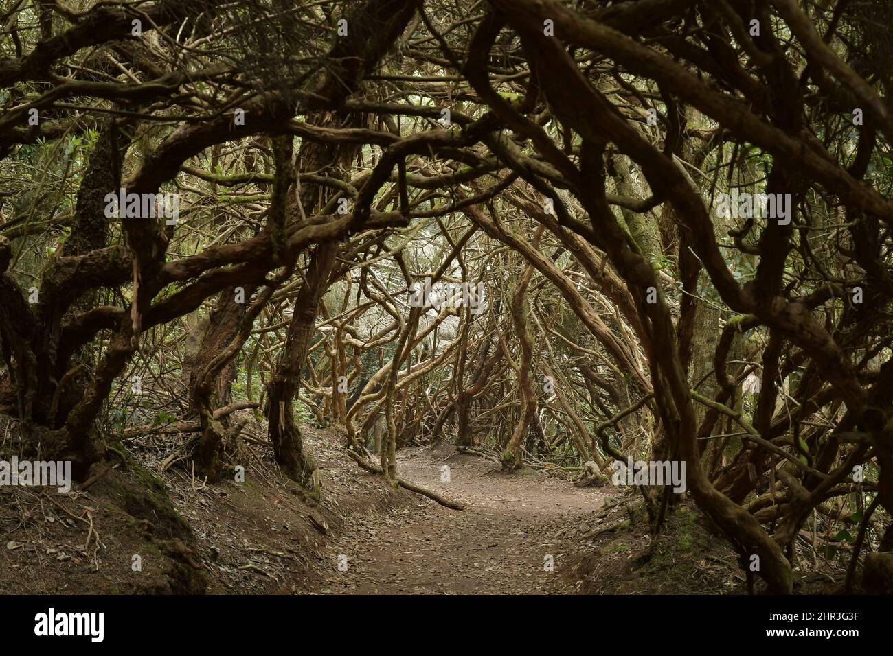 Sentiero escursionistico attraverso la foresta di alloro di Anaga Parco rurale nel nord-est di Tenerife Isole Canarie Spagna. Foto Stock