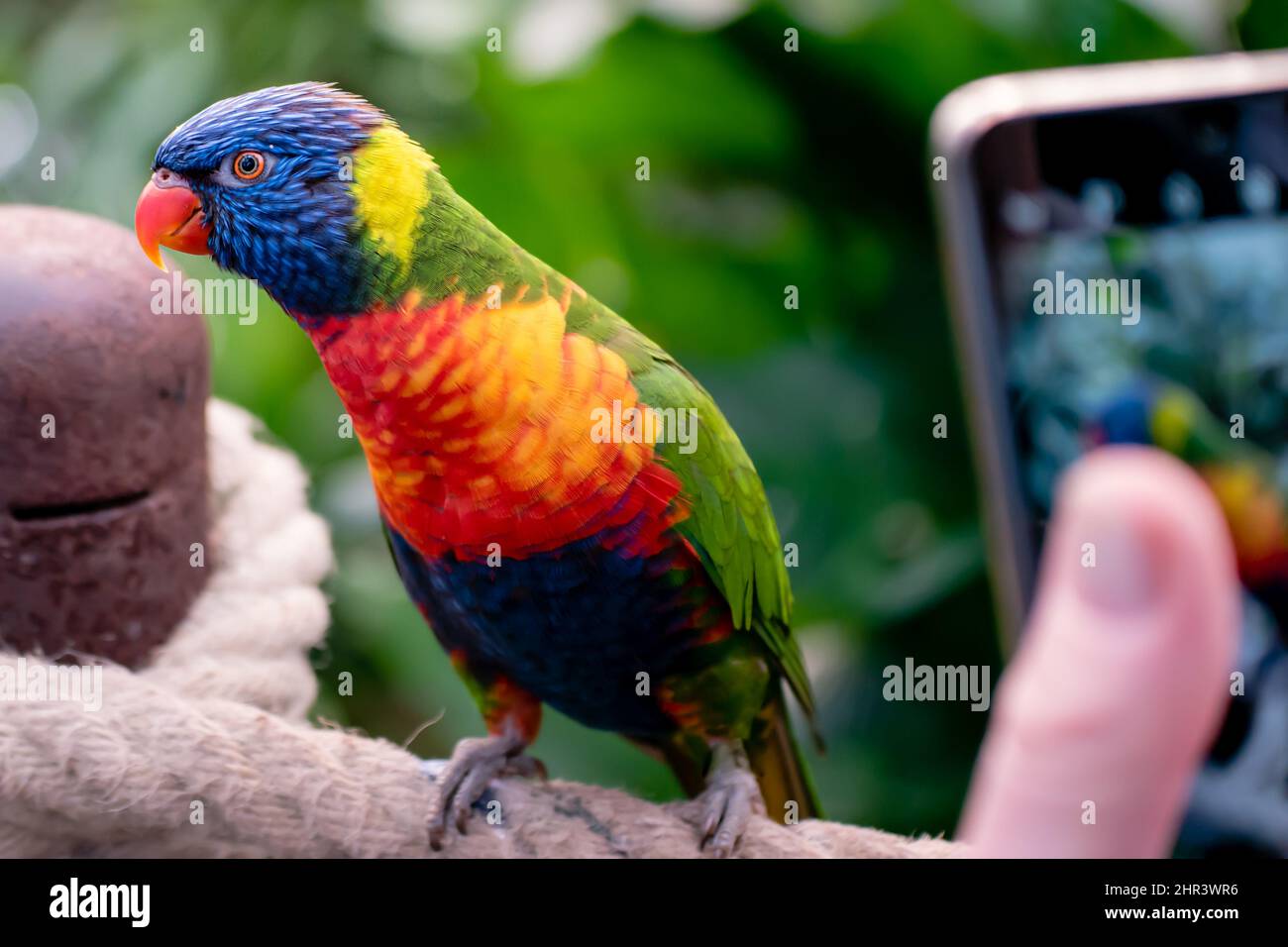 Una persona che fotografa un lorikeet arcobaleno prigioniero su uno smartphone in casa, zoo o centro faunistico Foto Stock
