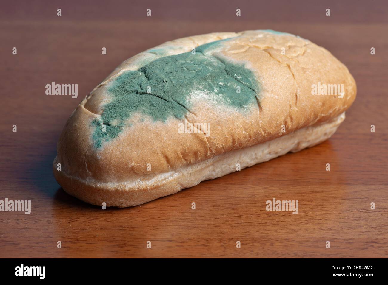 La vecchia muffa sul pane hot-dog di grano. Cibo veloce guastato. Muffa su cibo marrone legno sfondo Foto Stock