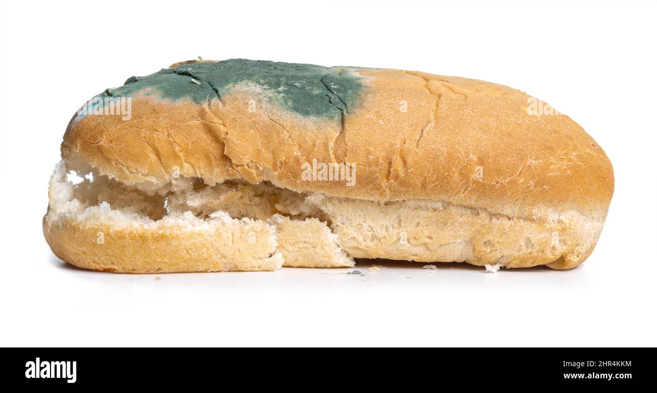 La vecchia muffa sul pane hot-dog di grano. Cibo veloce guastato. Muffa su cibo isolato sfondo bianco Foto Stock