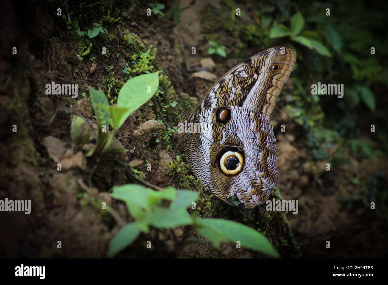 Selettivo di una farfalla (Caligo eurilochus) Foto Stock