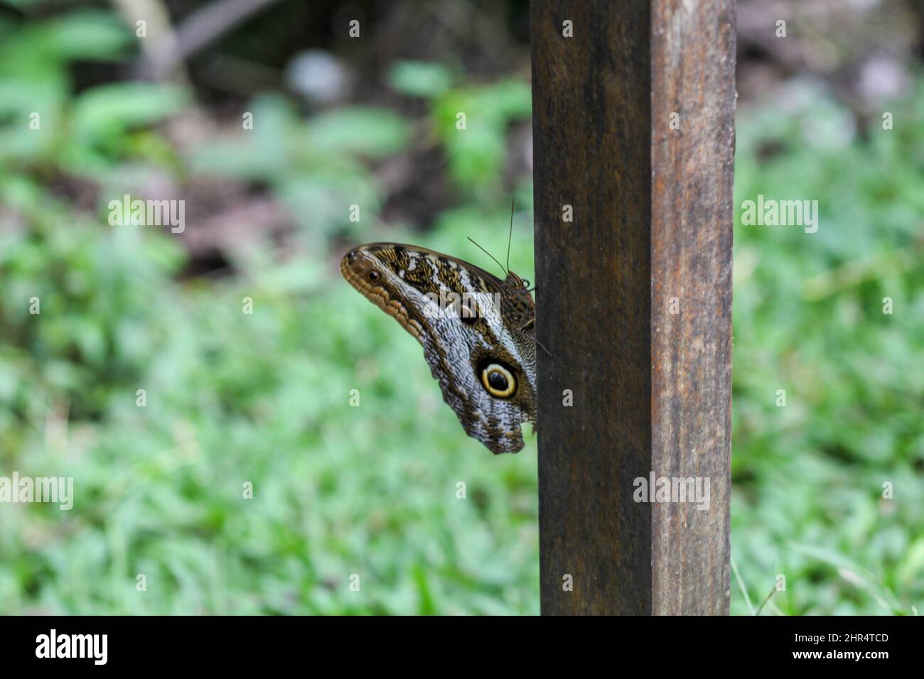 Selettivo di una farfalla (Caligo eurilochus) su un ceppo Foto Stock
