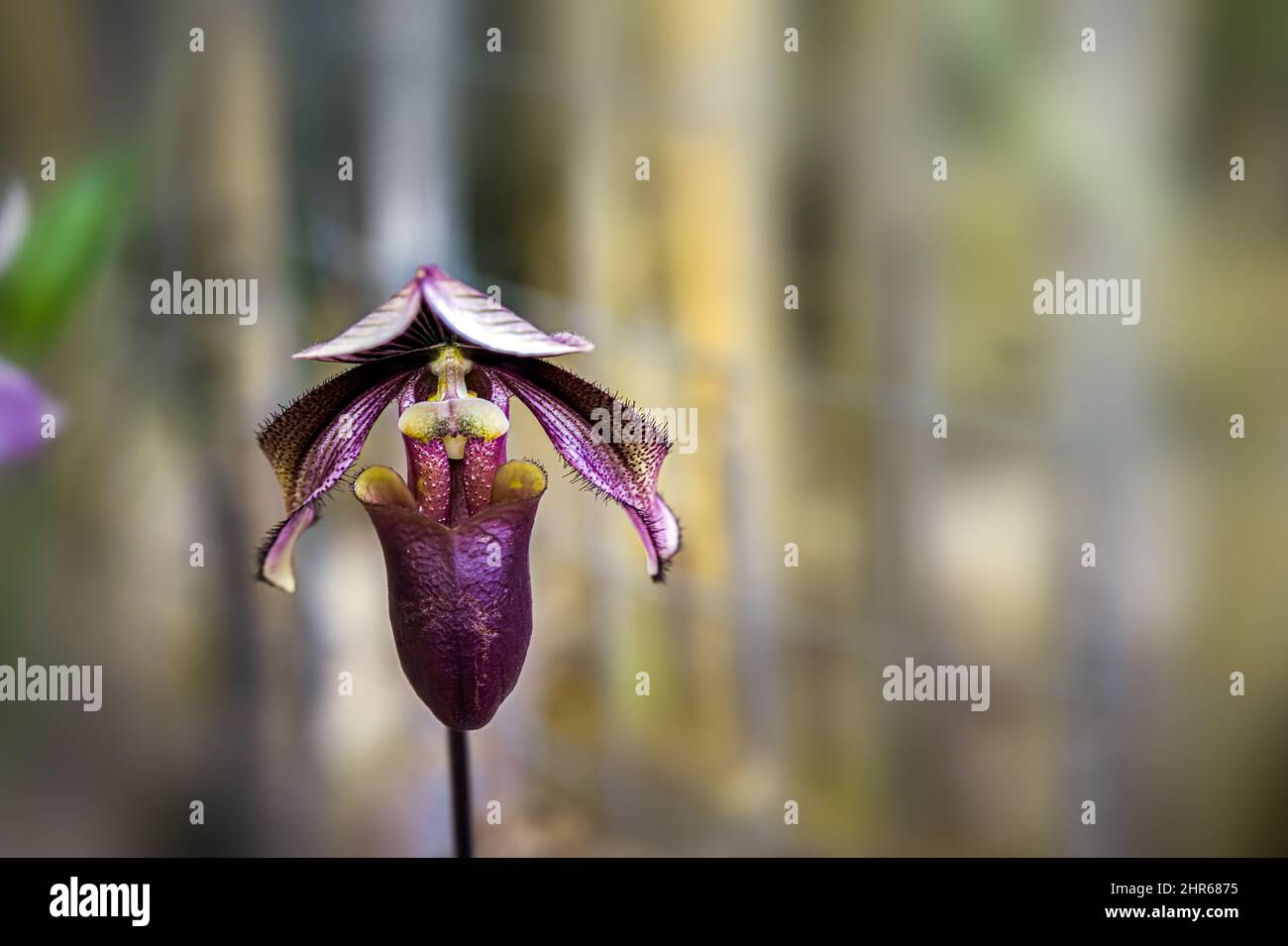 Peloso fiore viola scuro del paphiopedilum orchidea Curtisii Rote Fahne Foto Stock