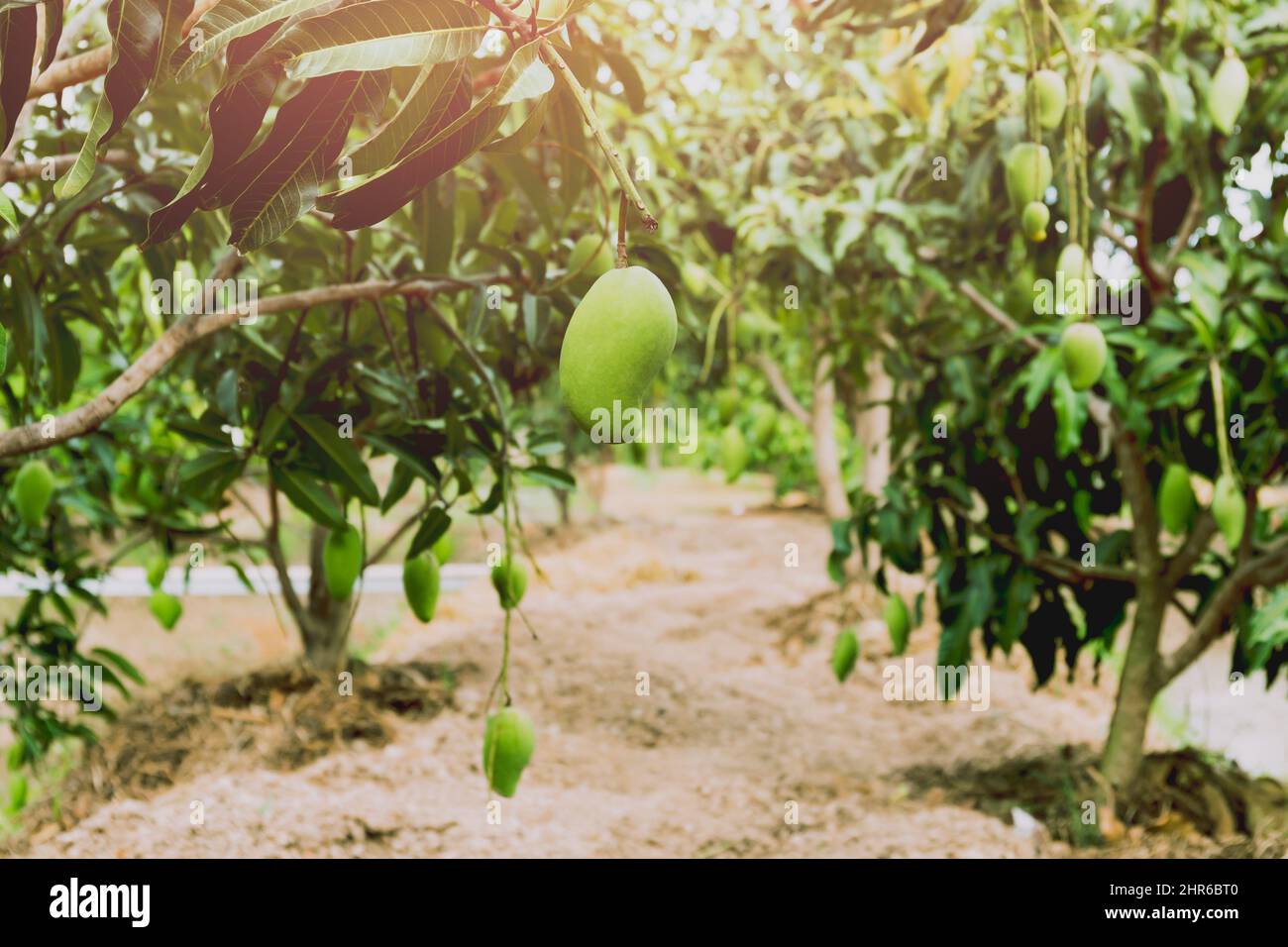 Mango verde fresco appeso sull'albero di mango in una fattoria giardino. Foto Stock
