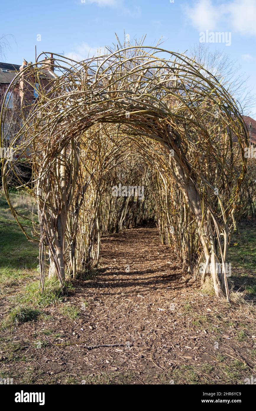 Un arco fatto di salice vivente in Gosforth Central Park, Newcastle upon Tyne, Regno Unito Foto Stock
