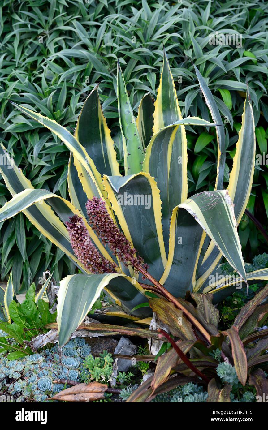 Agave americana Mediopicta Aurea,Century Plant Mediopicta Aurea,Evergreen perennial,Eucomis comosa Sparkling Burgundy,Pineapple giglio,racemes,raceme, r Foto Stock