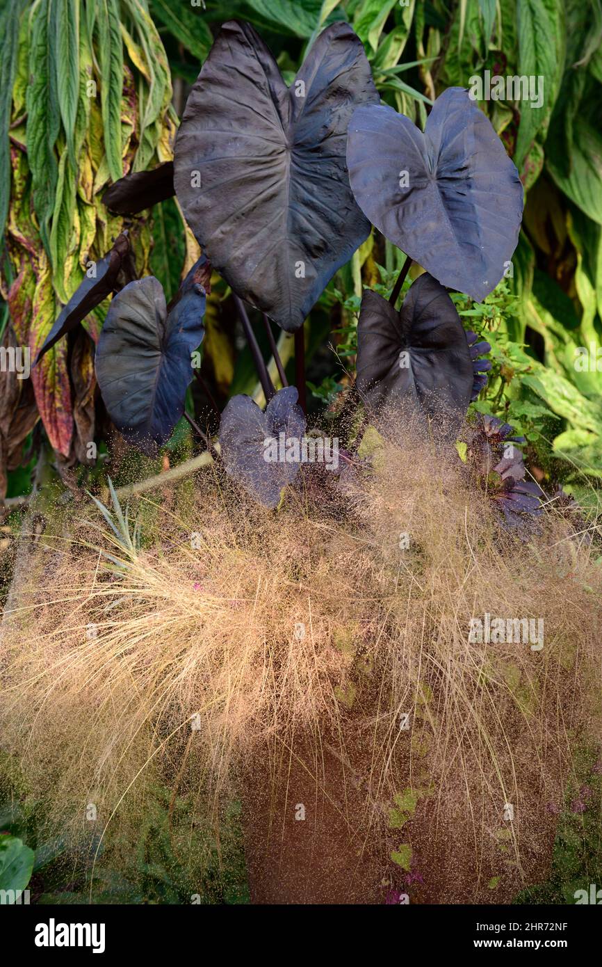 Cococasia Black Magic,Black Elephant Ears,stipa,,pentola di terracotta,contenitore,piantagione tropicale,foglie scure,foglie scure,pentole,colocasia in pentola,contenitore g Foto Stock