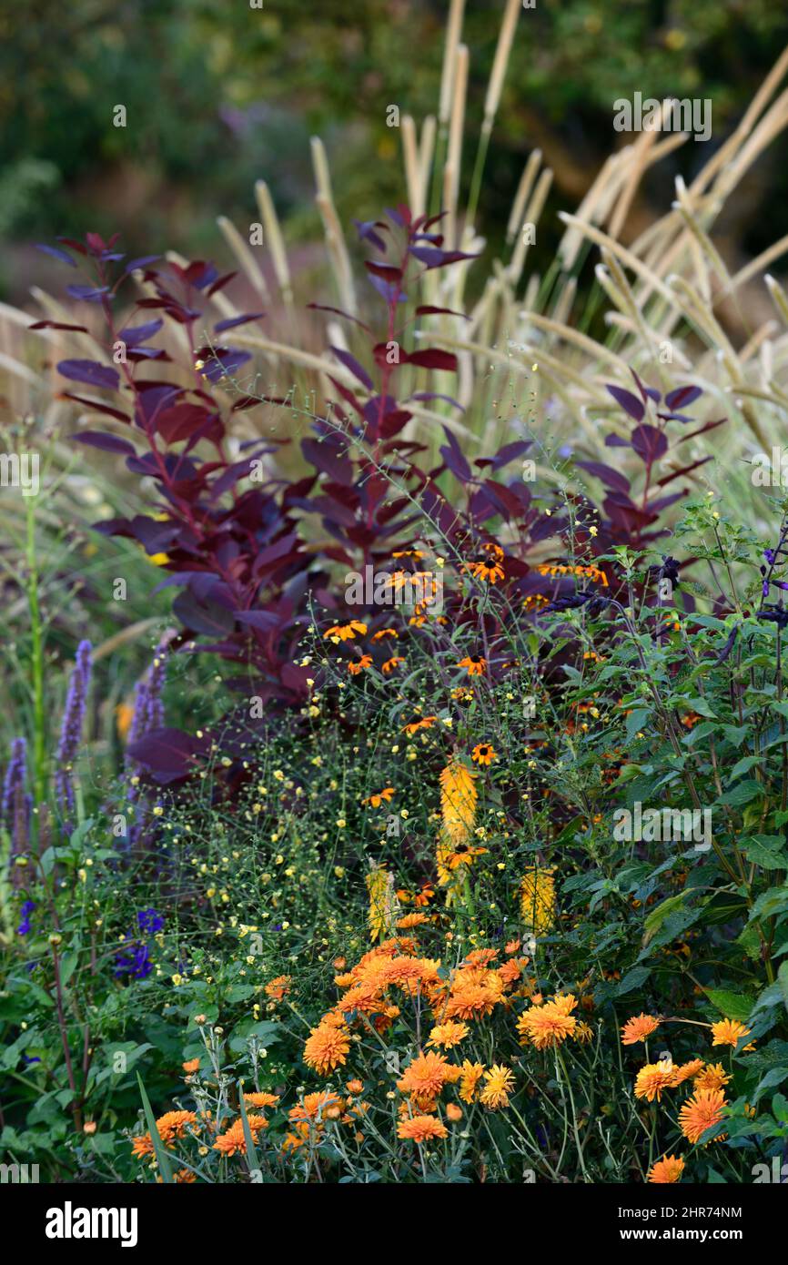 chrysanthemum arancione,rudbeckia triloba, cotinus coggygria reale viola,bush fumo,teste di seme,teste di seme,,stipa,miscanto,pennacchio erba,piume di erba, Foto Stock