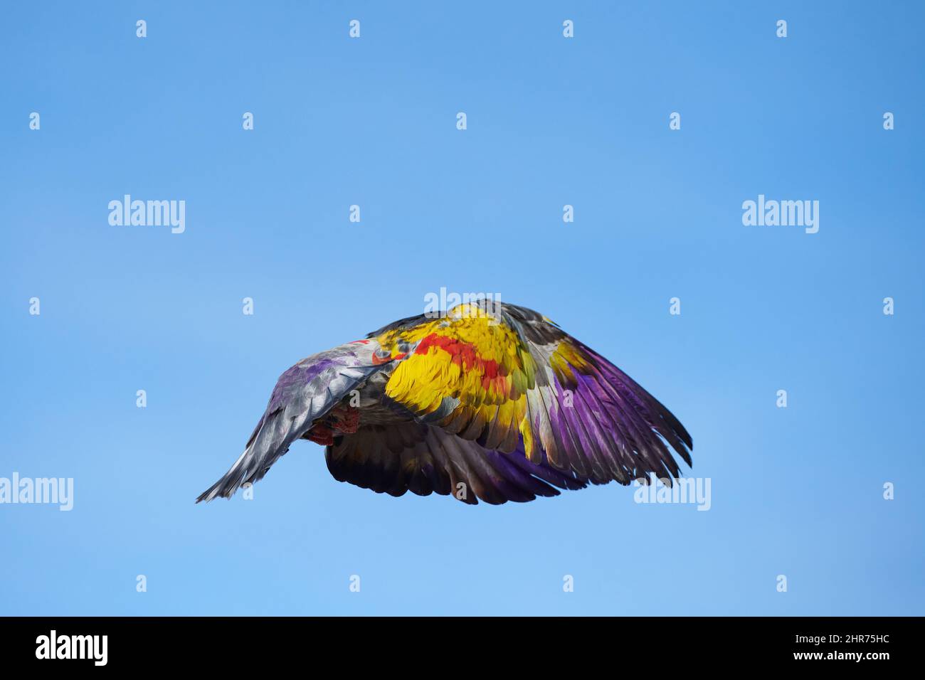 uccelli multicolore che volano con il vento Foto Stock