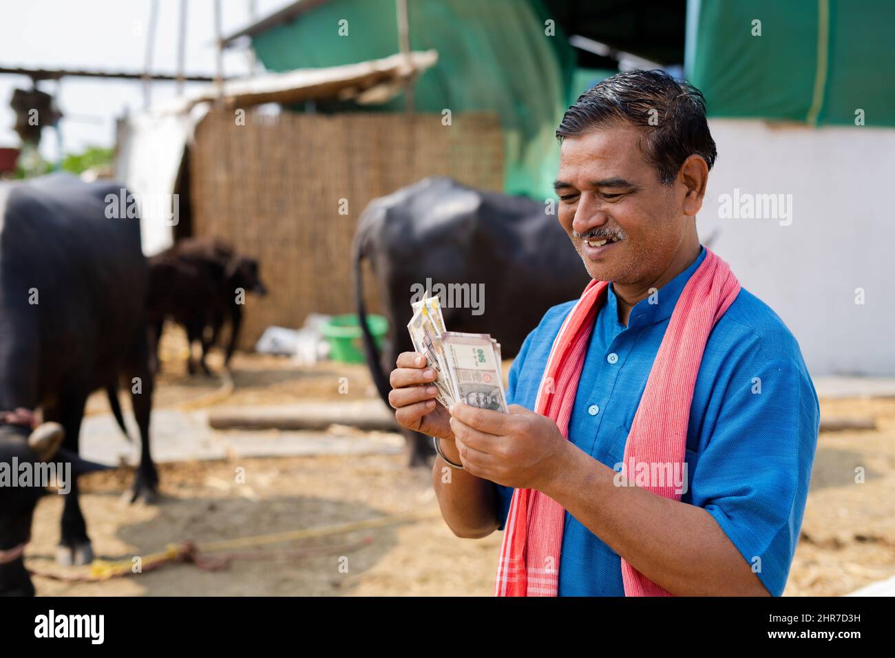 un coltivatore di latte sorridente che conta soldi in azienda - insieme di successo di affari, profitto, finanziario e bancario Foto Stock
