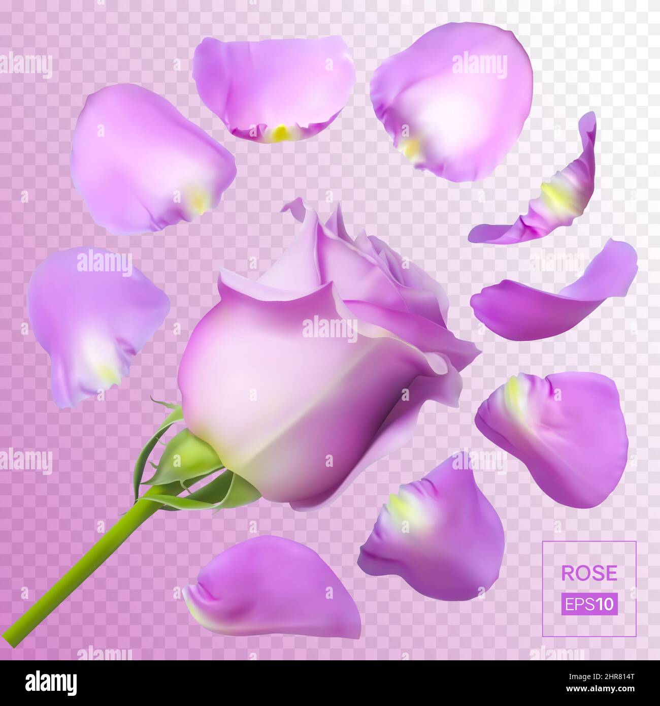 Petali di rosa realistici. Illustrazione vettoriale con gradienti di mesh. Illustrazione Vettoriale