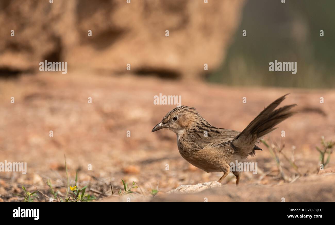 Il grattacielo eurasiatico arroccato a terra ad Hampi, India Foto Stock