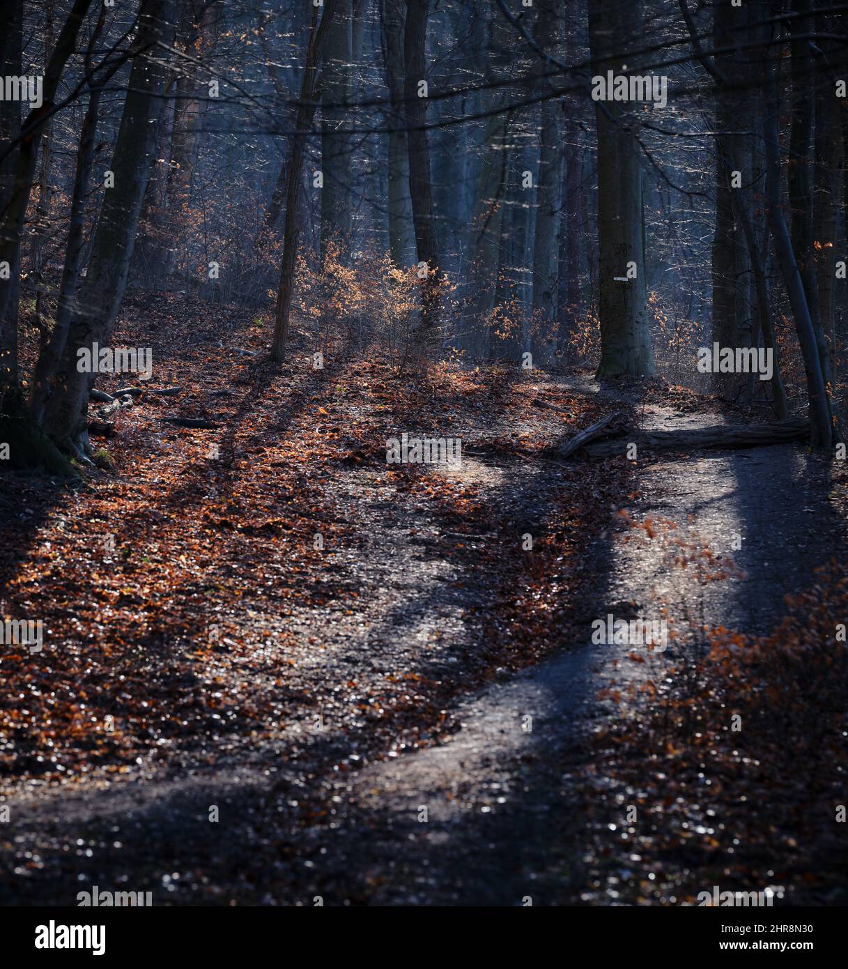 Sentiero forestale per la collina di Koliba a Bratislava, in Slovacchia, con una luce del sole e ombre spettacolari attraverso gli alberi. Foto Stock