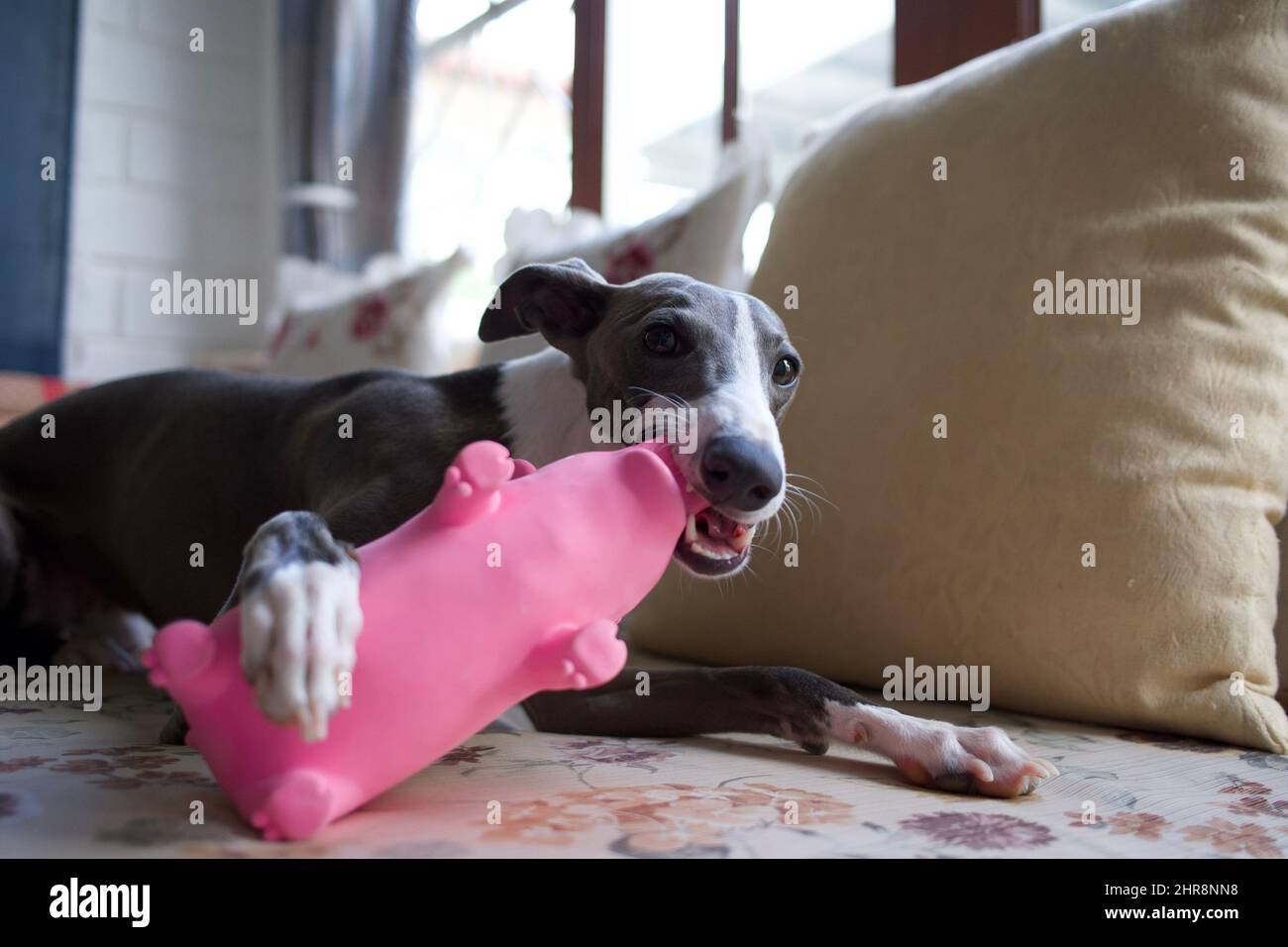 Una foto di un animale domestico di levriero italiano, che si rilassa sul divano e masticando il suo giocattolo strizzone. Foto Stock