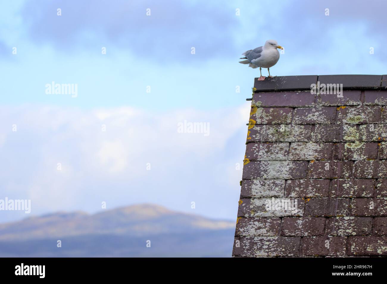 Seagull e Montagne Foto Stock