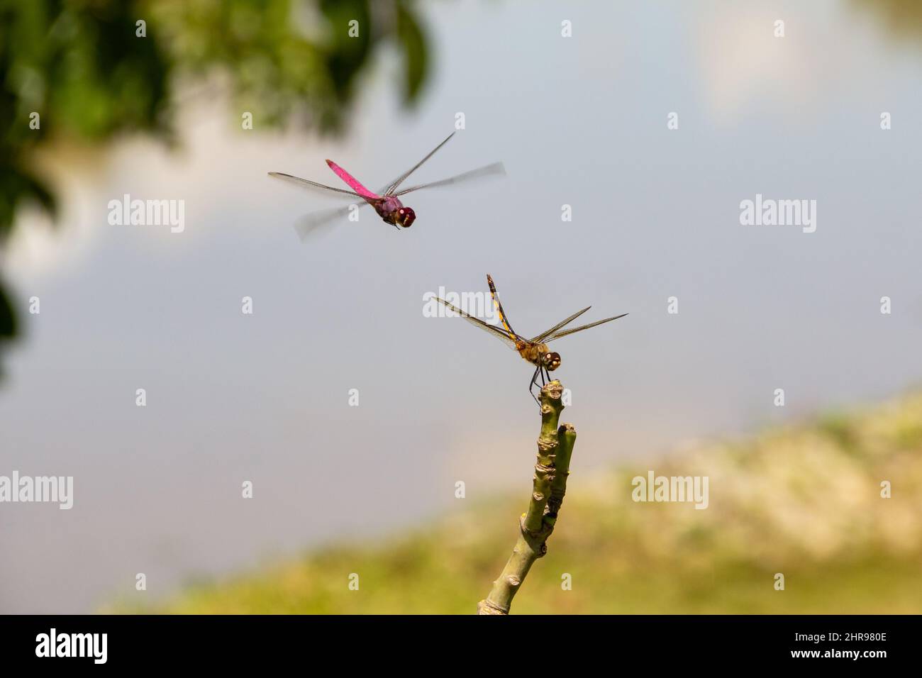 Goiânia, Goias, Brasile – 24 febbraio 2022: Due libellule arroccate su un posatoio con lago sfocato sullo sfondo. Foto Stock