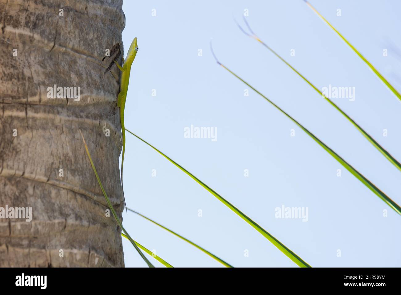 Lucertola verde seduta su un tronco di palma, foto ravvicinata di Anolis Carolinensis Foto Stock