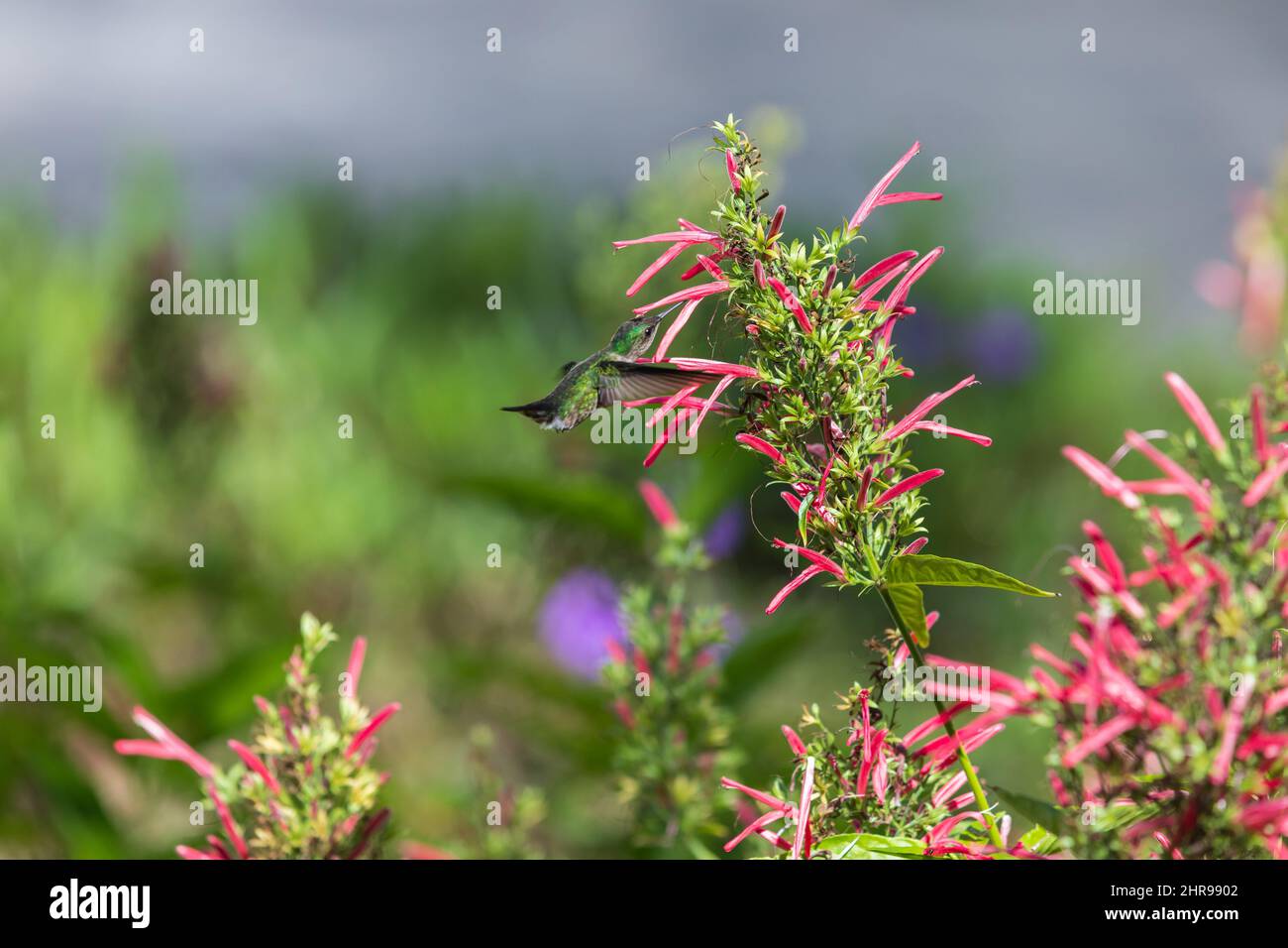 Hummingbird vola vicino a fiori rossi luminosi in una giornata di sole Foto Stock