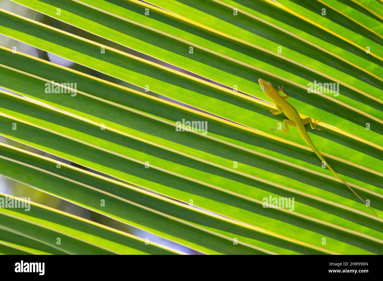 Lucertola verde seduta su una foglia di palma, foto ravvicinata di Anolis Carolinensis Foto Stock