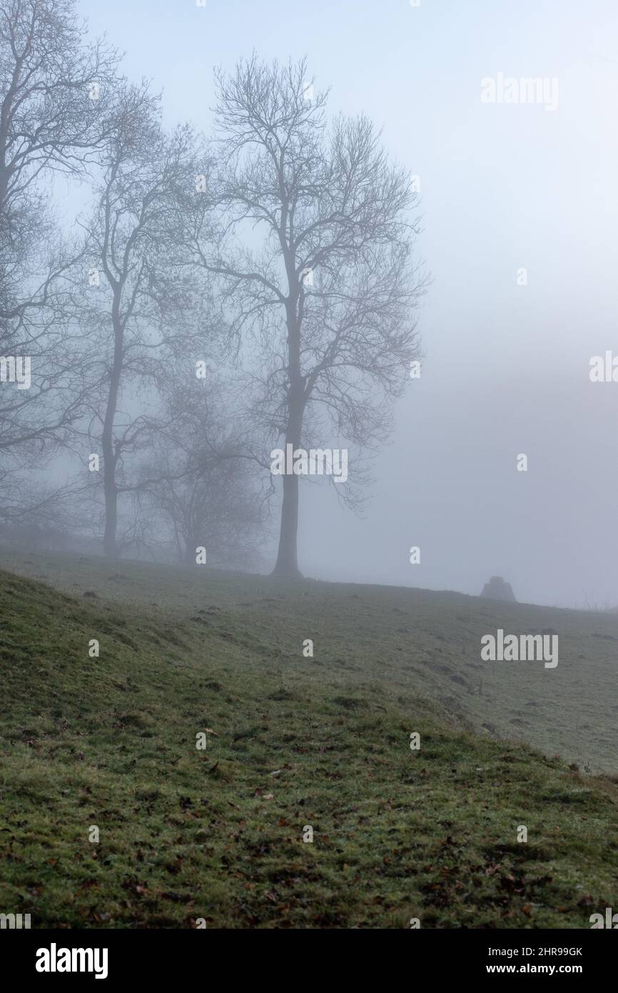 Alberi silouetted contro il cielo su collina nebby Foto Stock