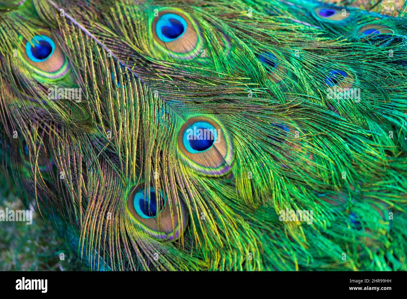 Foto primo piano coda di pavone, motivo di piume colorate Foto Stock