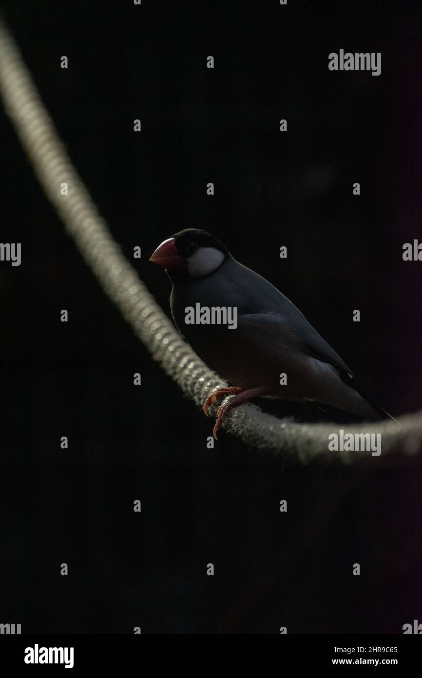 Java Sparrow (Padda oryzivora), arroccato su corda, con il suo caratteristico becco rosso e piedi, e frassino grigio ali e piume schiena. Foto Stock