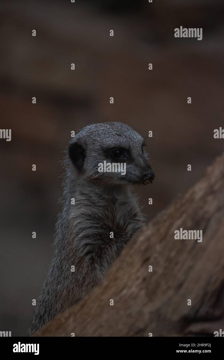 A Meerkat (Suricata suricatta) / piccola manica nella sua posizione verticale sorticativa, che guarda quizzicamente intorno ai suoi dintorni. Foto Stock