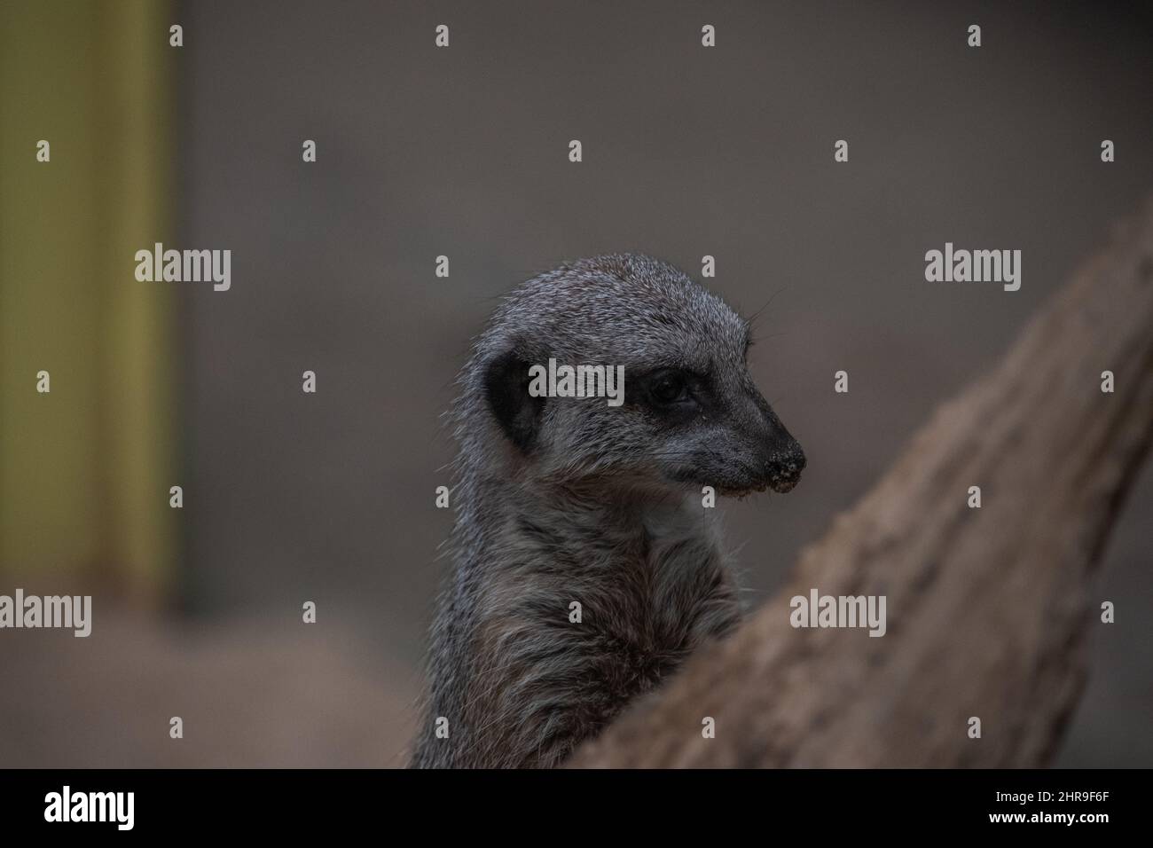 A Meerkat (Suricata suricatta) / piccola manica nella sua posizione verticale sorticativa, che guarda quizzicamente intorno ai suoi dintorni. Foto Stock