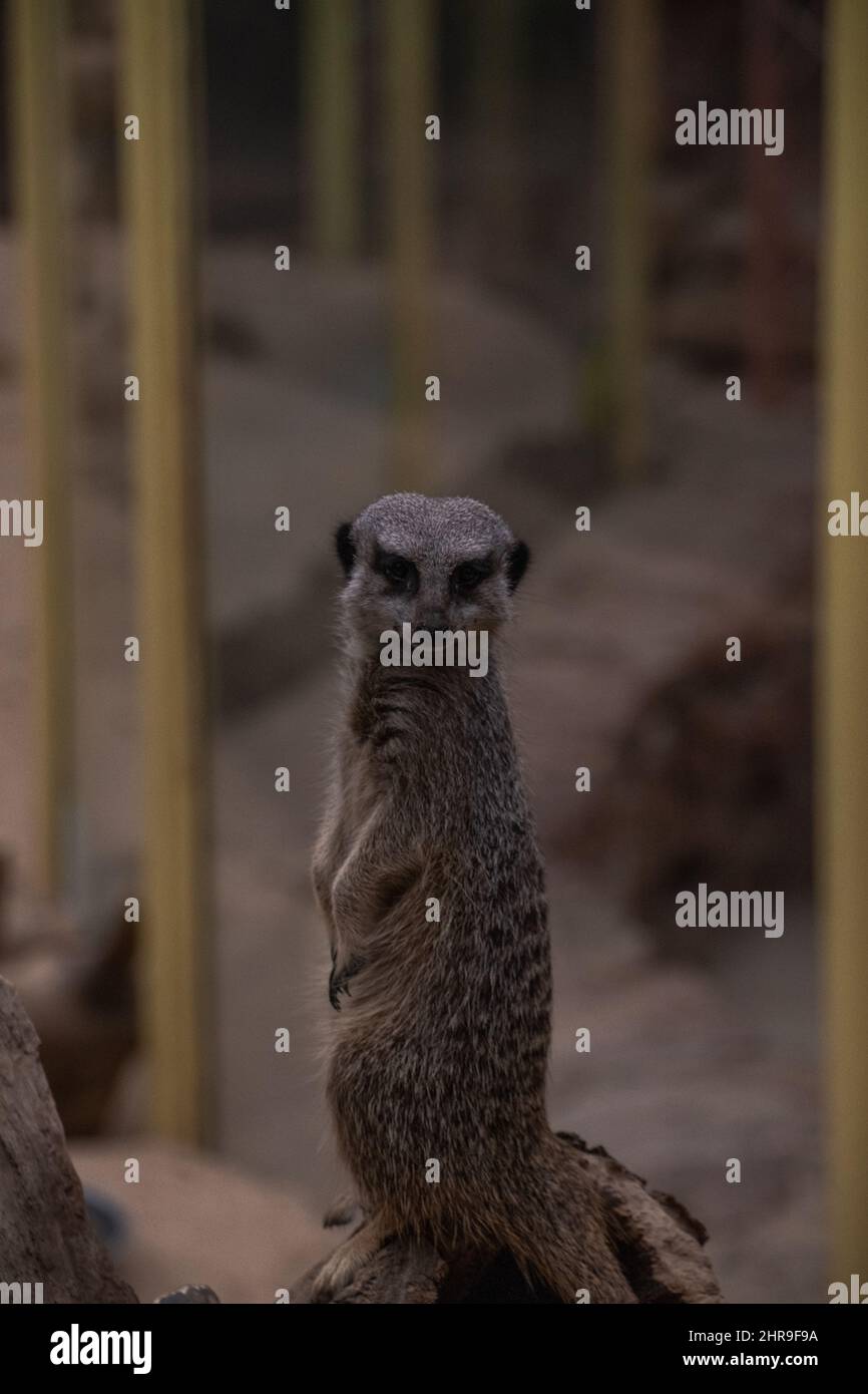 A Meerkat (Suricata suricatta) / piccola manica nella sua posizione verticale sorticativa, che guarda quizzicamente intorno ai suoi dintorni. Foto Stock