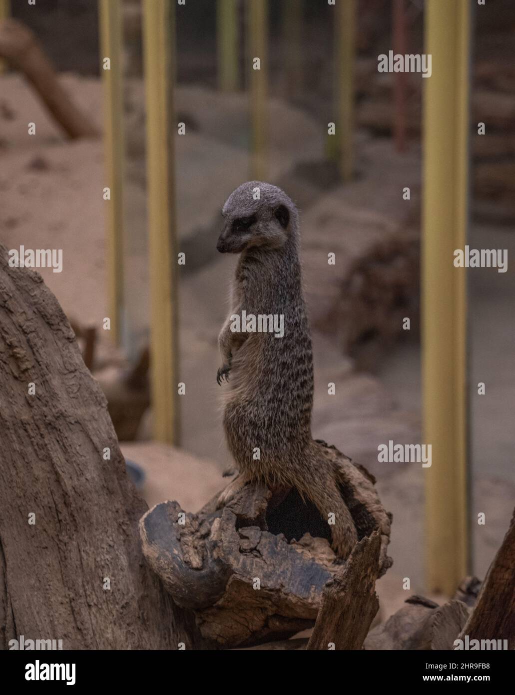 A Meerkat (Suricata suricatta) / piccola manica nella sua posizione verticale sorticativa, che guarda quizzicamente intorno ai suoi dintorni. Foto Stock