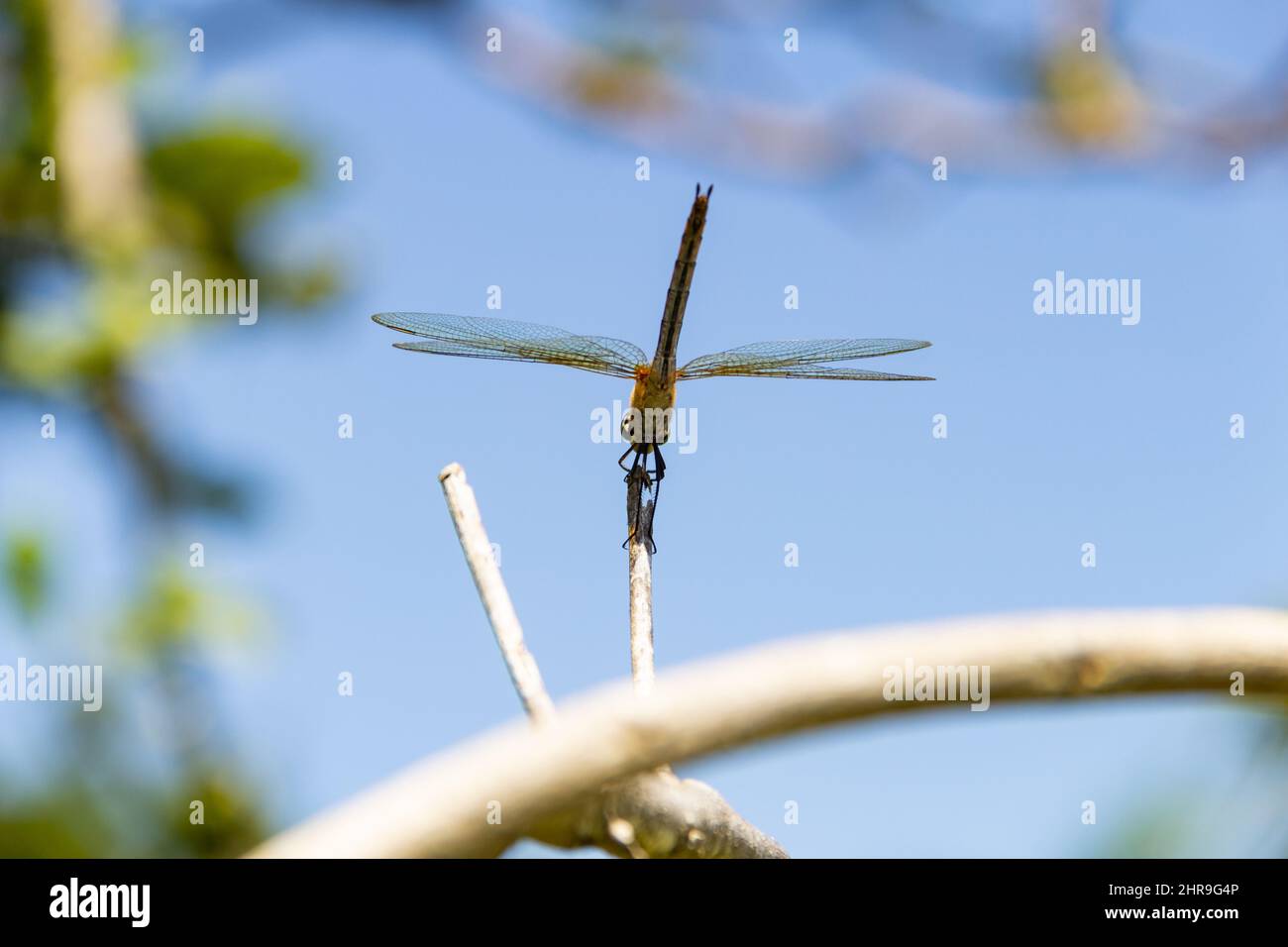 Goiânia, Goias, Brasile – 24 febbraio 2022: Due libellule arroccate su un posatoio con il cielo sullo sfondo. Foto Stock