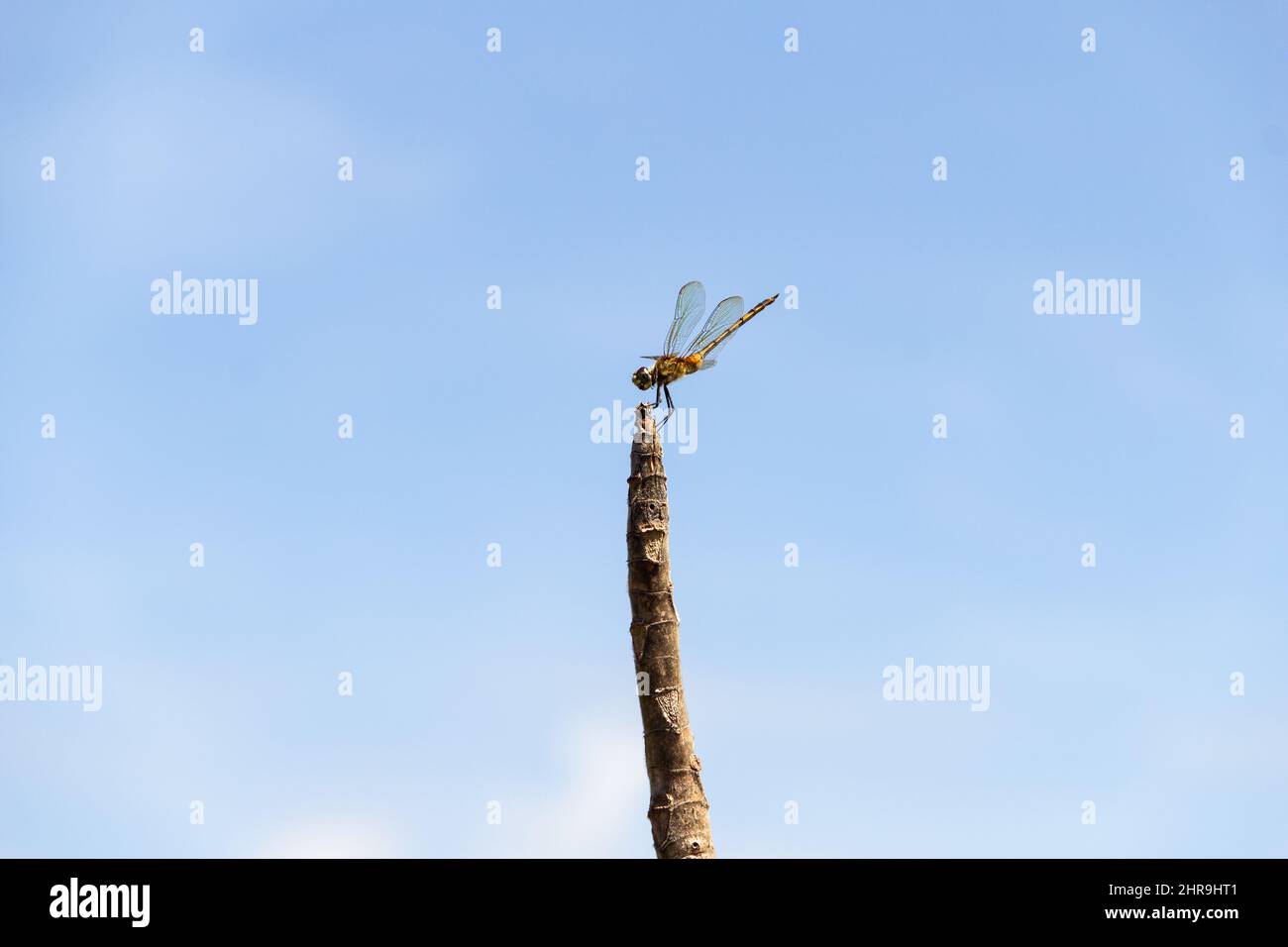 Goiânia, Goias, Brasile – 24 febbraio 2022: Due libellule arroccate su un posatoio con il cielo sullo sfondo. Foto Stock