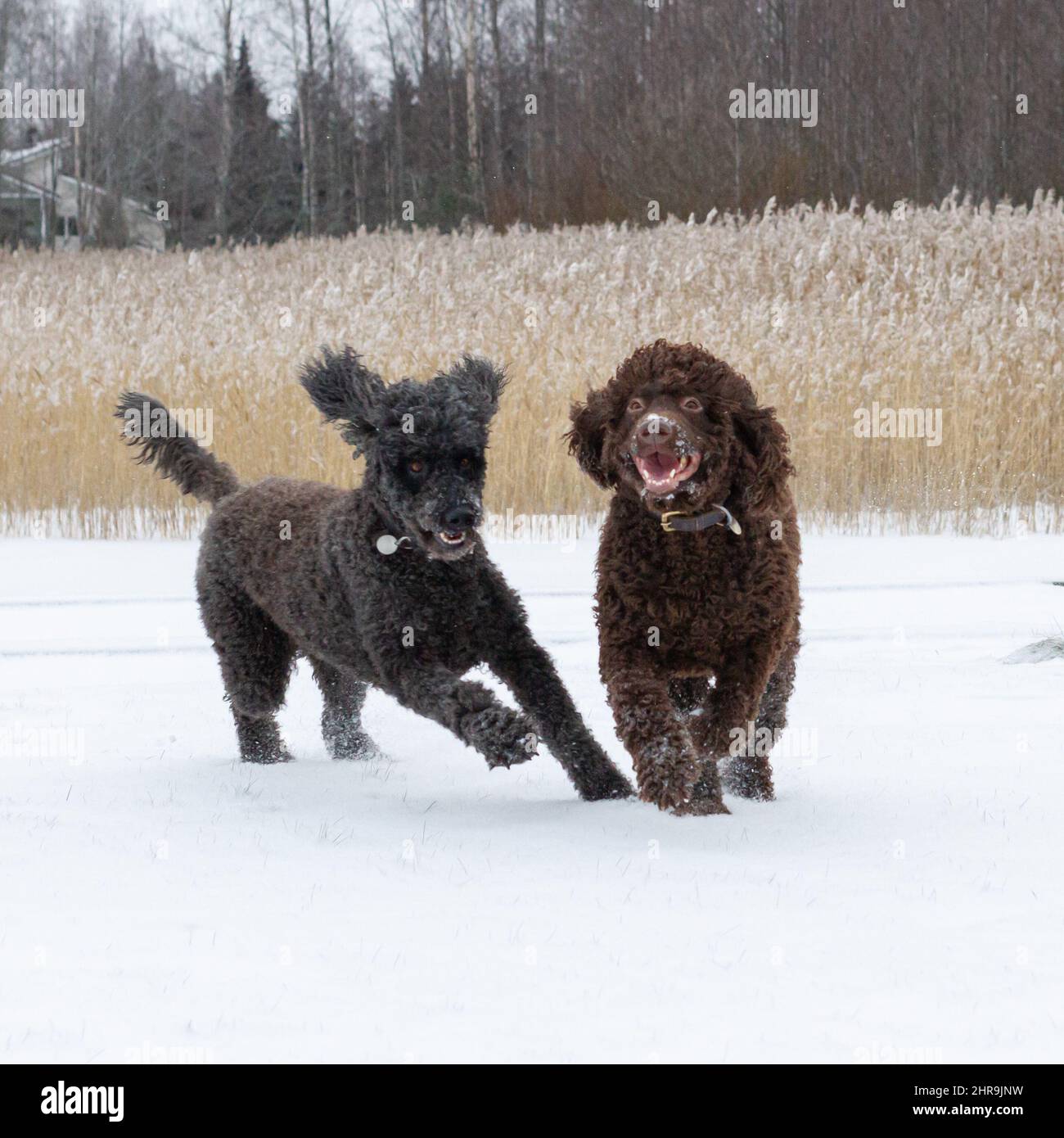 Adorabile nero e marrone Irish Water Spaniel cani correre e giocare nella neve Foto Stock