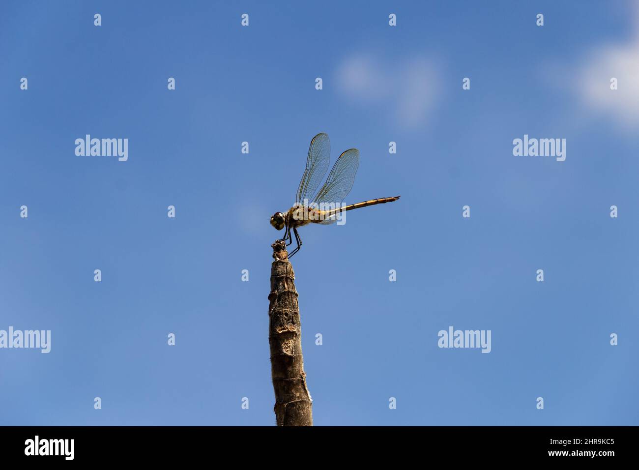 Goiânia, Goias, Brasile – 24 febbraio 2022: Due libellule arroccate su un posatoio con il cielo sullo sfondo. Foto Stock