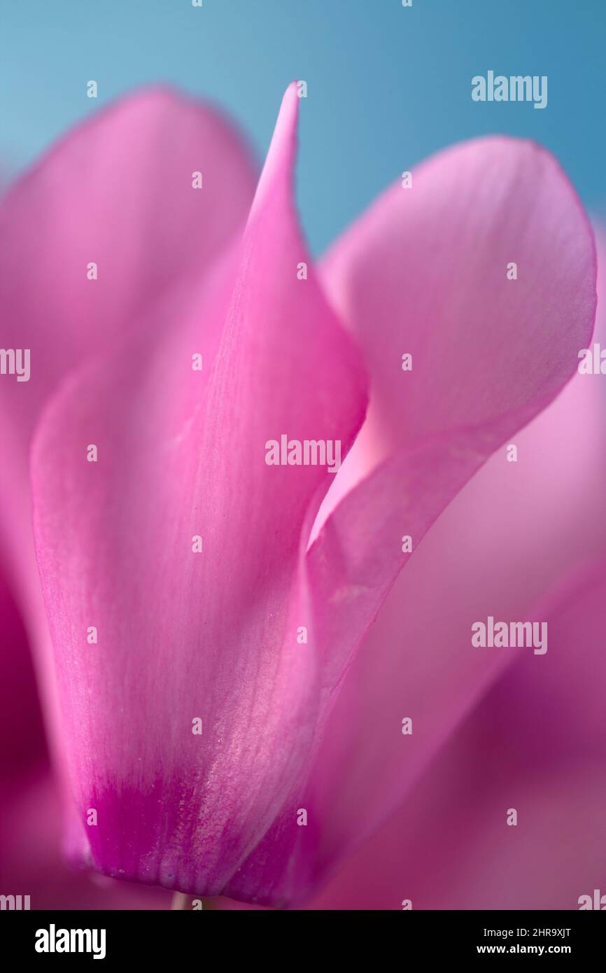 Rosa Ciclamino fiore Foto Stock