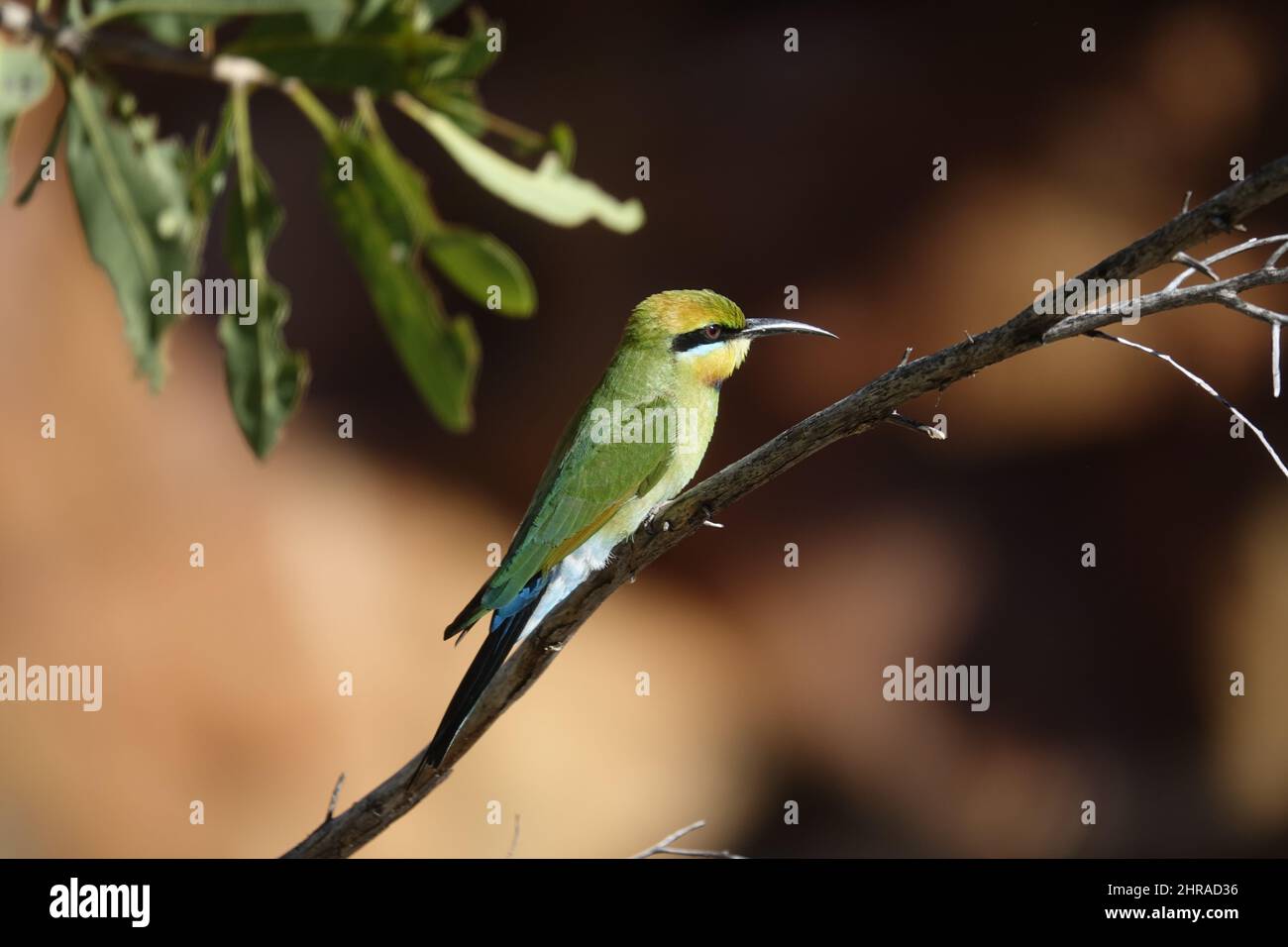 Uccello verde con un lungo becco affilato seduto su un ramo sottile Foto Stock