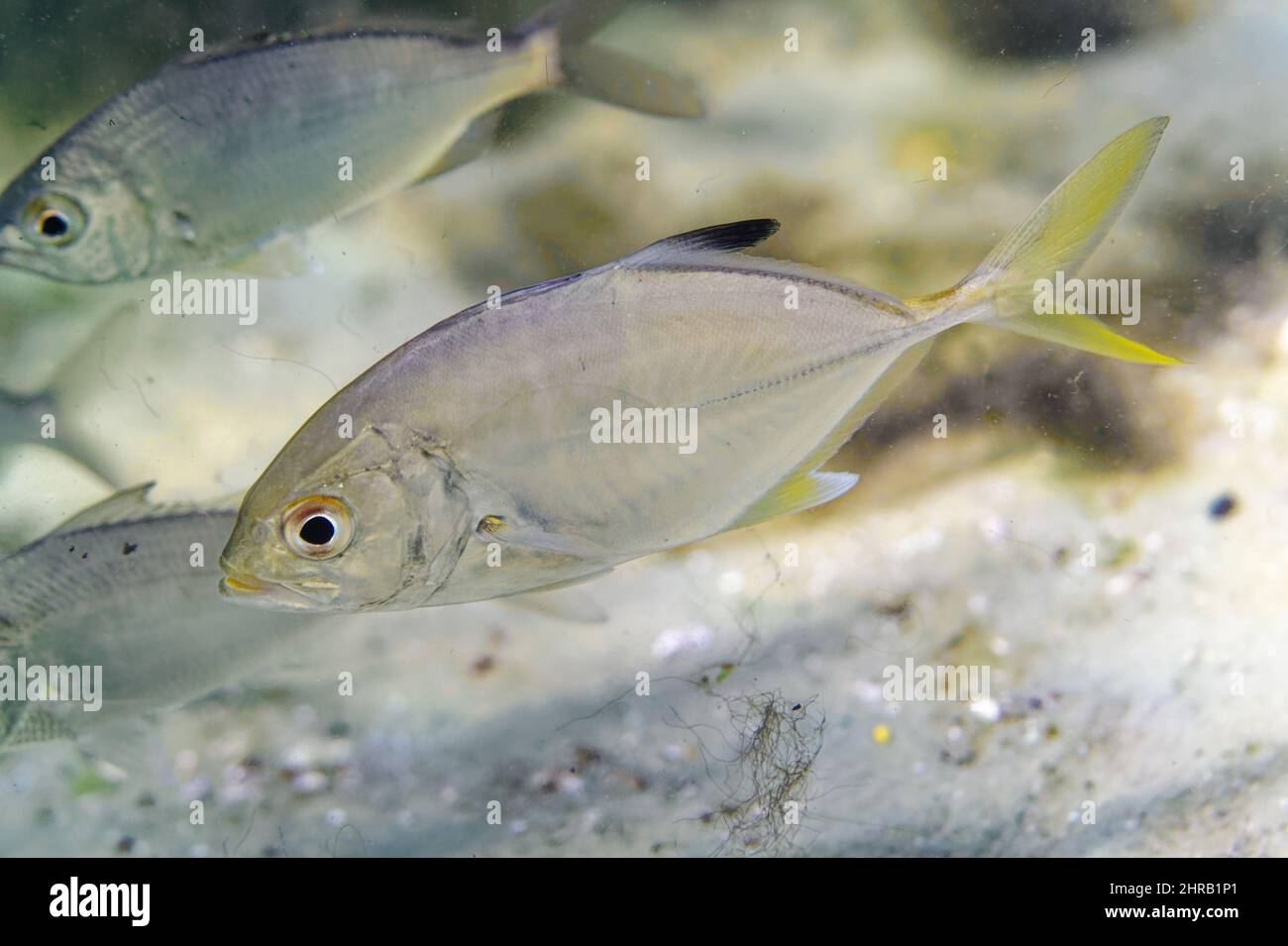 Macro shot di un giovane selvaggio Crevalle Jack (hippos Caranx) scolatura con altri piccoli pesci. Foto Stock