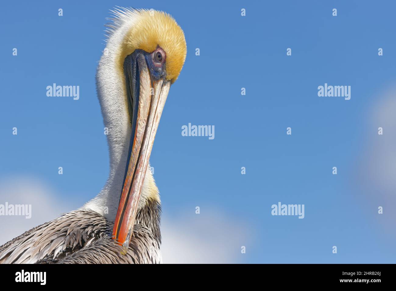 Primo piano Ritratto di un adulto marrone Pelican preening le sue piume. Foto Stock