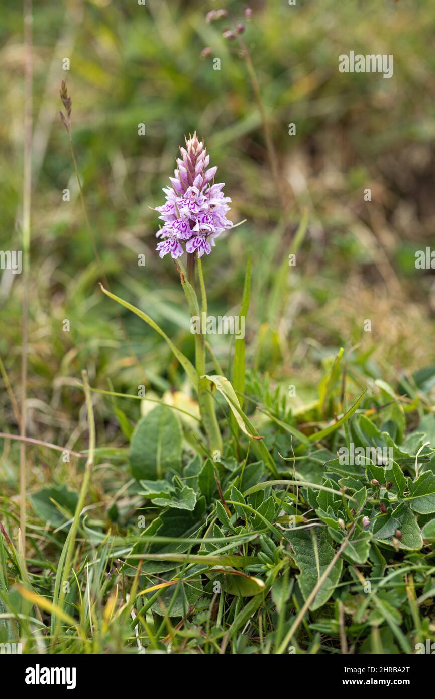 Primo piano di un'orchidea avvistata che fiorì su Knap Hill un sito di interesse scientifico speciale (SSSI), North Wessex Downs, Wiltshire, Inghilterra, Regno Unito Foto Stock