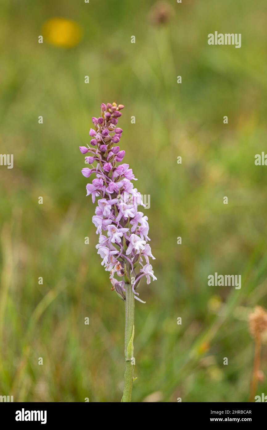 Primo piano di un'orchidea fiorita su Knap Hill un sito di interesse scientifico speciale (SSSI), North Wessex Downs, Wiltshire, Inghilterra, Regno Unito Foto Stock