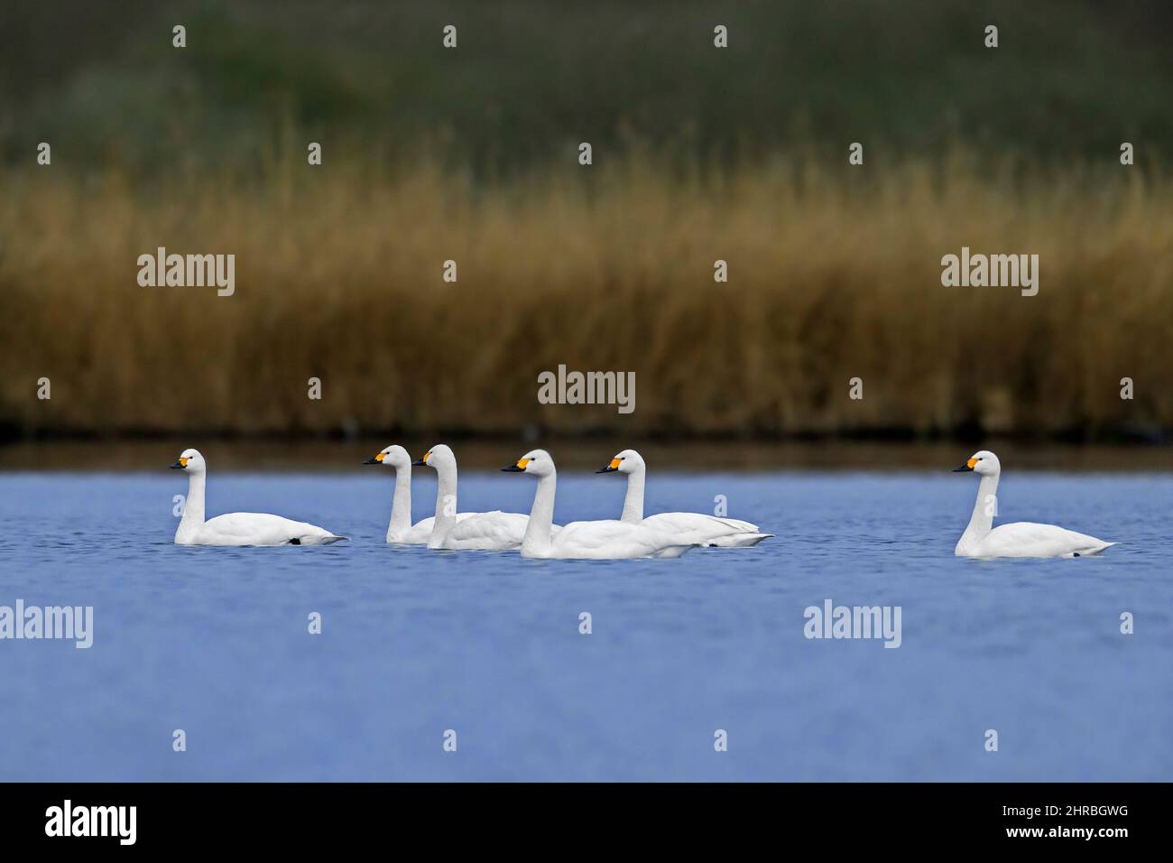 Gregge di cigni di tundra / cigni di Bewick (Cygnus columbianus bewickii) che nuotano in acqua di lago in primavera Foto Stock