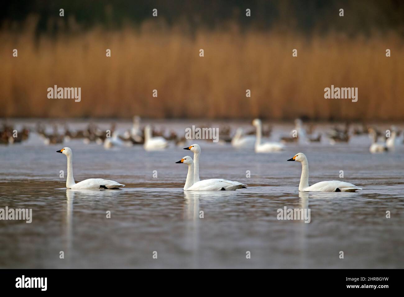 Gregge di cigni di tundra / cigni di Bewick (Cygnus columbianus bewickii) che nuotano in acqua di lago in primavera Foto Stock