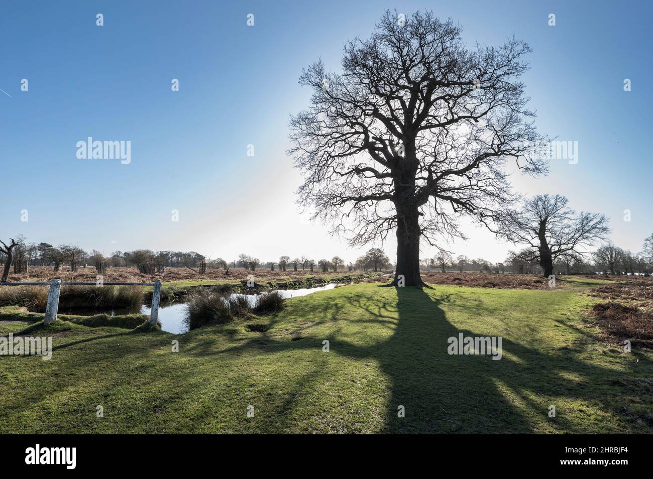 Creazione di alberi giganti ampia ombra dal sole retroilluminato Foto Stock