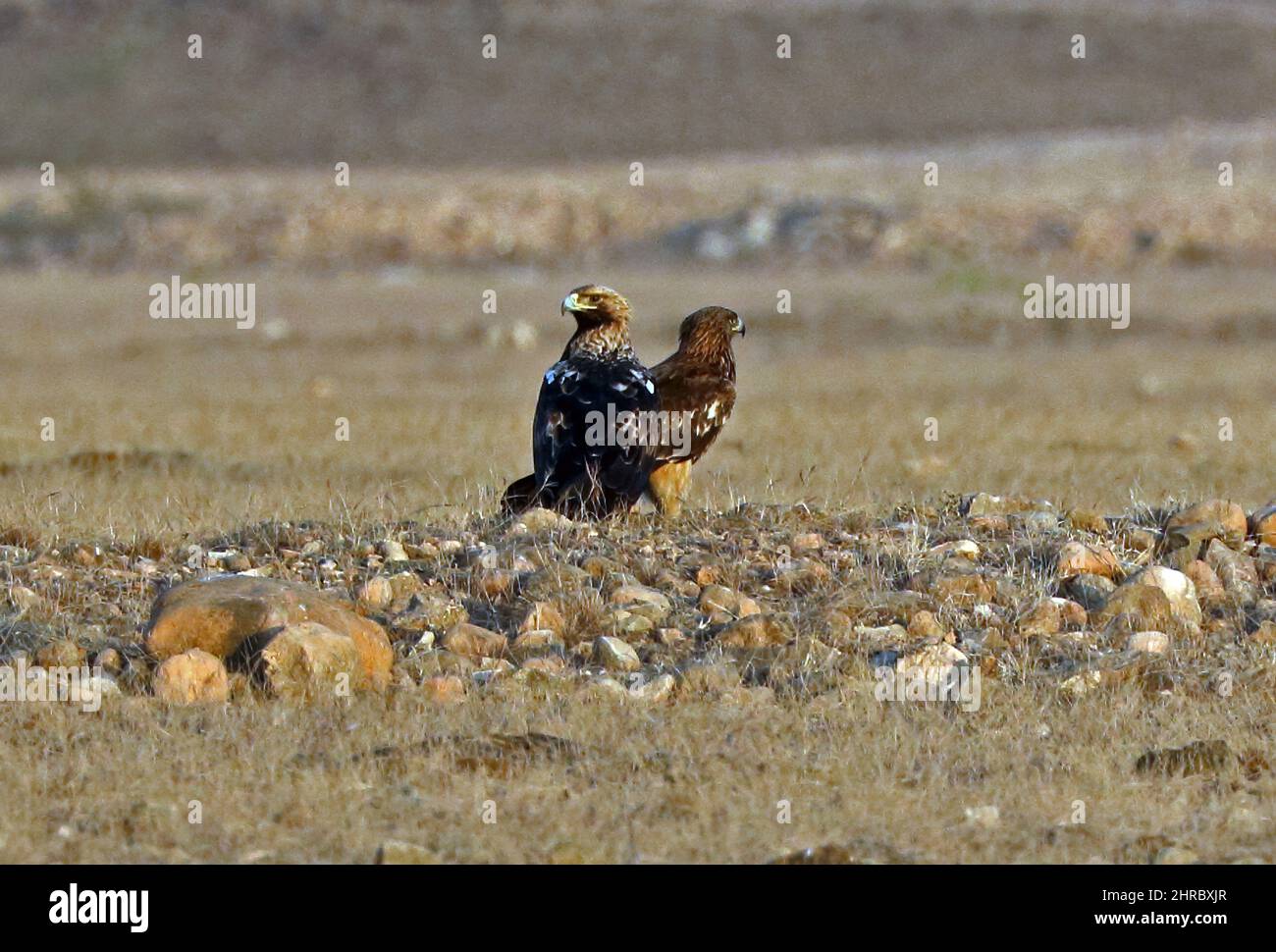 Aquila imperiale orientale (Aquila heliaca) e aquila di Steppe (Aquila nipalensis) in piedi su terreno roccioso Oman Dicembre Foto Stock