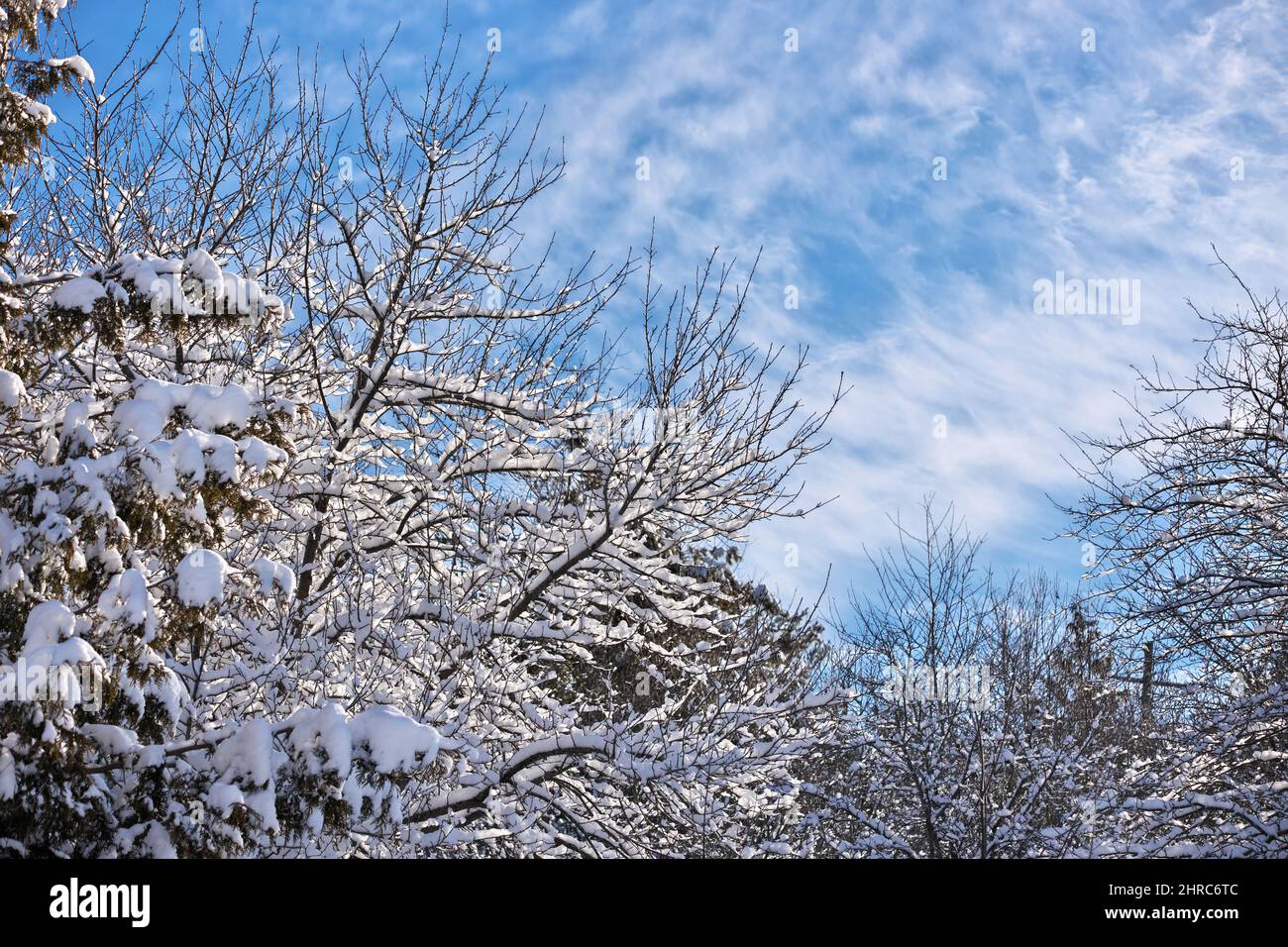 Splendida foresta invernale con nevicate su rami e il suggestivo cielo blu Foto Stock