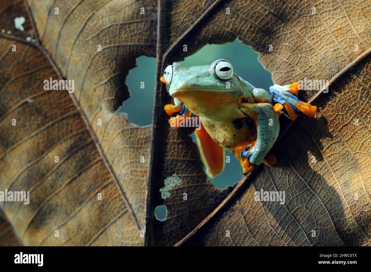 Primo piano di una rana che guarda attraverso un buco in una foglia, Indonesia Foto Stock